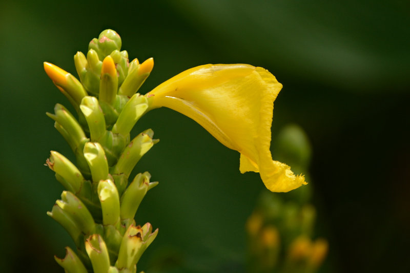 Im Botanischen Garten